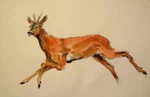 2010 Ilustrace zvířete, tuš a akvarel na papíře, 25 x  20 cm
